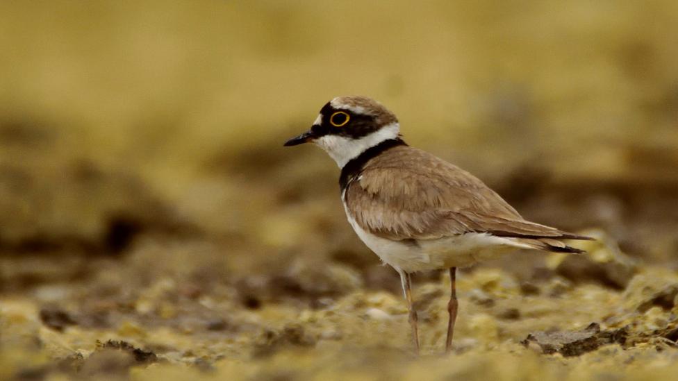 Ringed plover