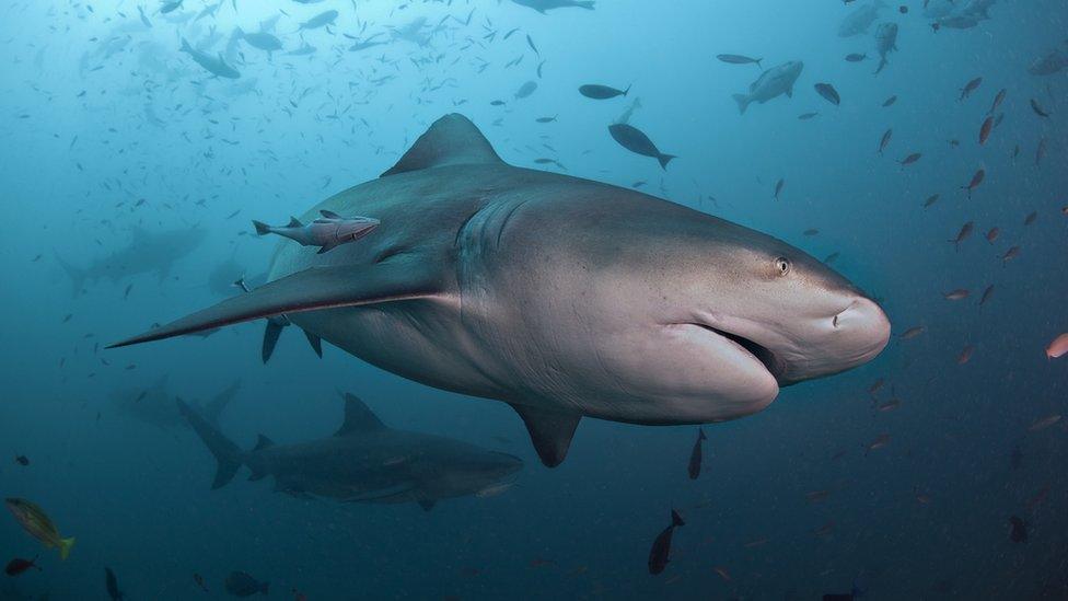 Bull shark