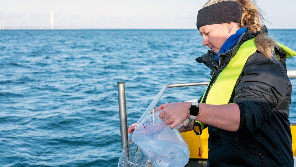 Woman on boat working to put baby lobsters into the sea