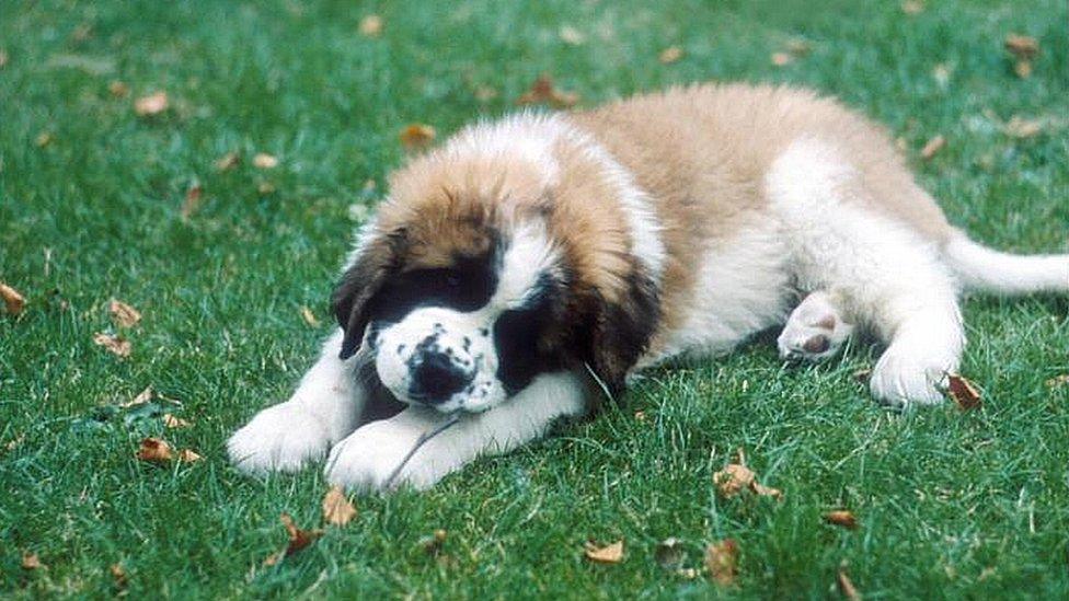 St Bernard puppy