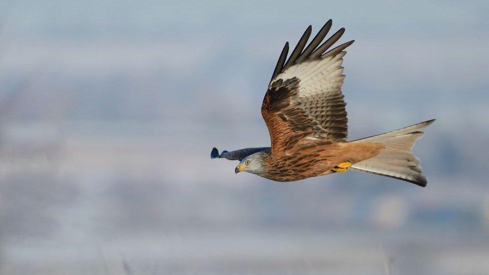 A red kite