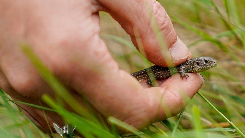 Sand lizard being released at Puddletown Forest