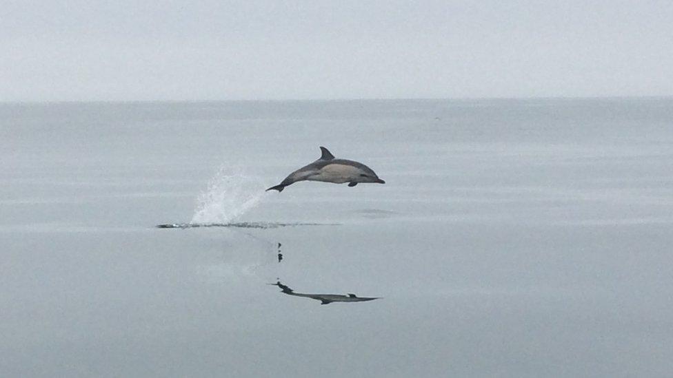 Dolphin off St Govan's head, Pembrokeshire