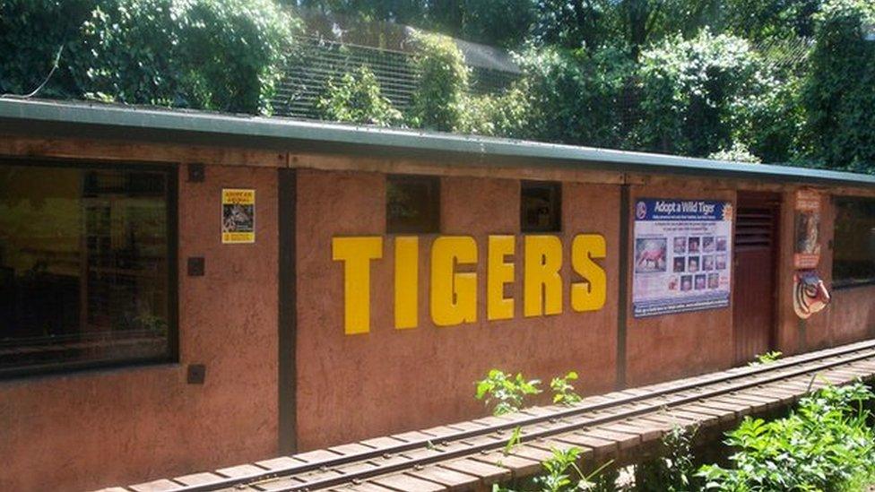 Tiger enclosure