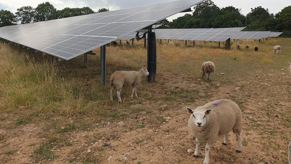 Sheep in solar farm field