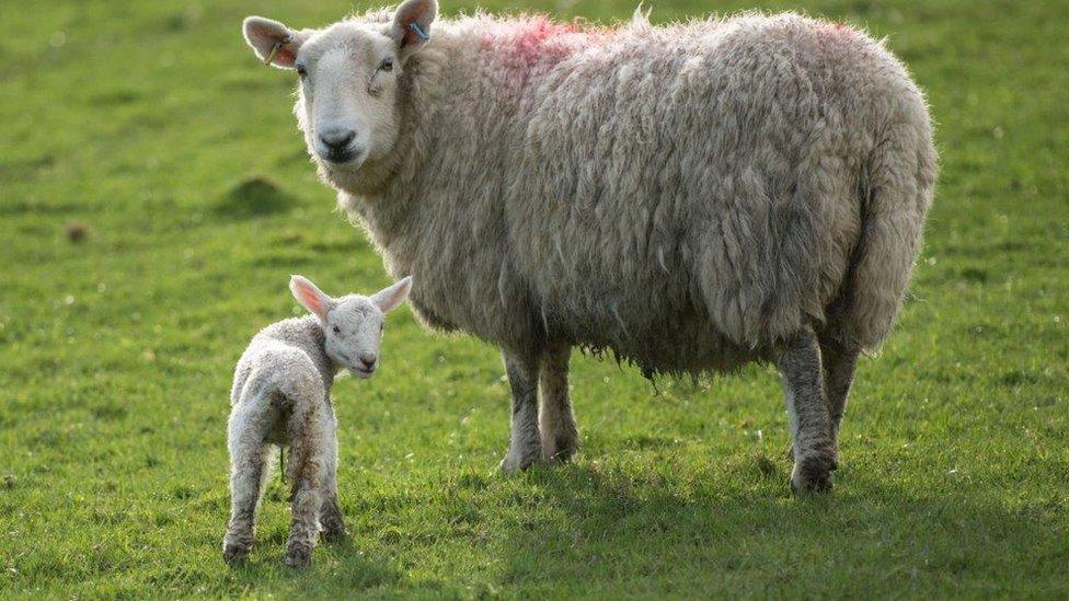 Sheep in a field