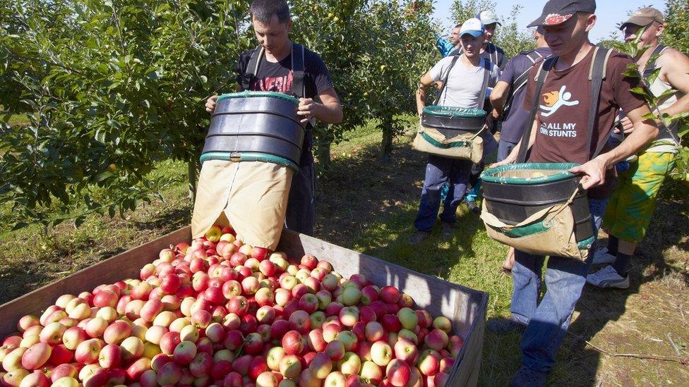 Fruit pickers in England