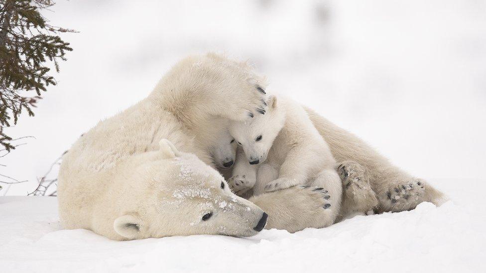 A polar bear cub and its mother