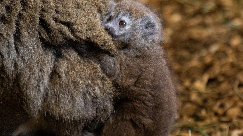 The lemur clinging onto its mother