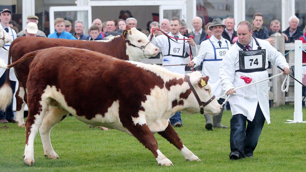 A man leads a bullock at Balmoral Show