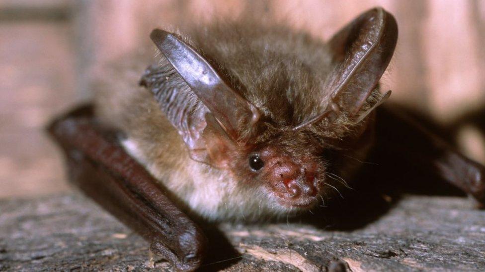 brown long-eared bat