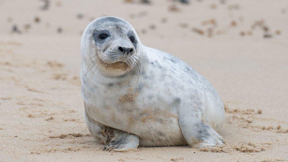 Grey seal