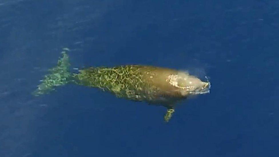 A rare view of a Cuvier's beaked whale off the coast of Mexico