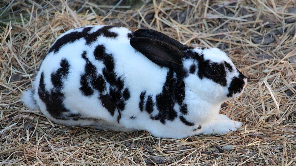 Rabbit with a longer face