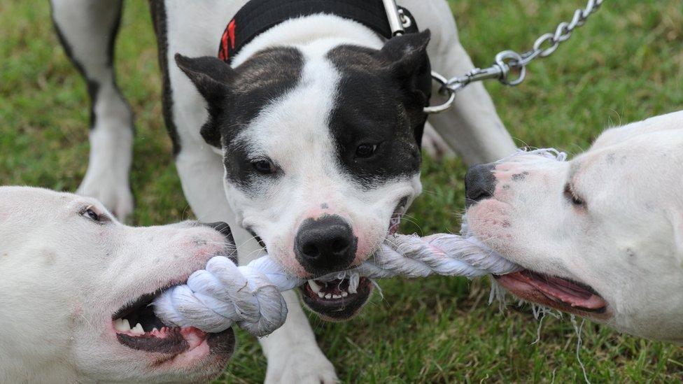 Pit Bull Terriers play with a toy