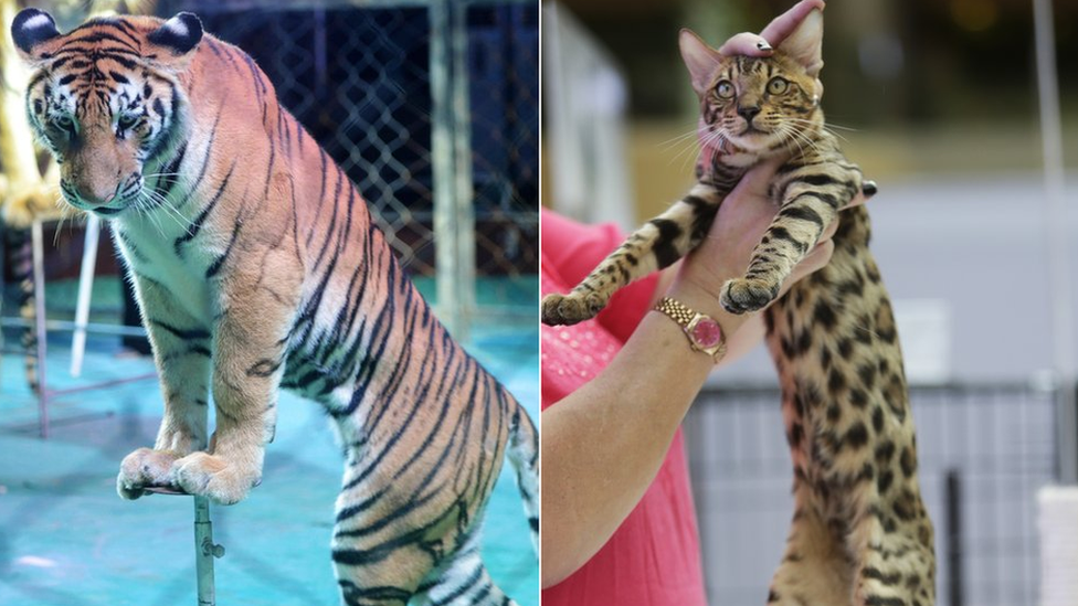 Composite image showing a tiger and a leopard cat