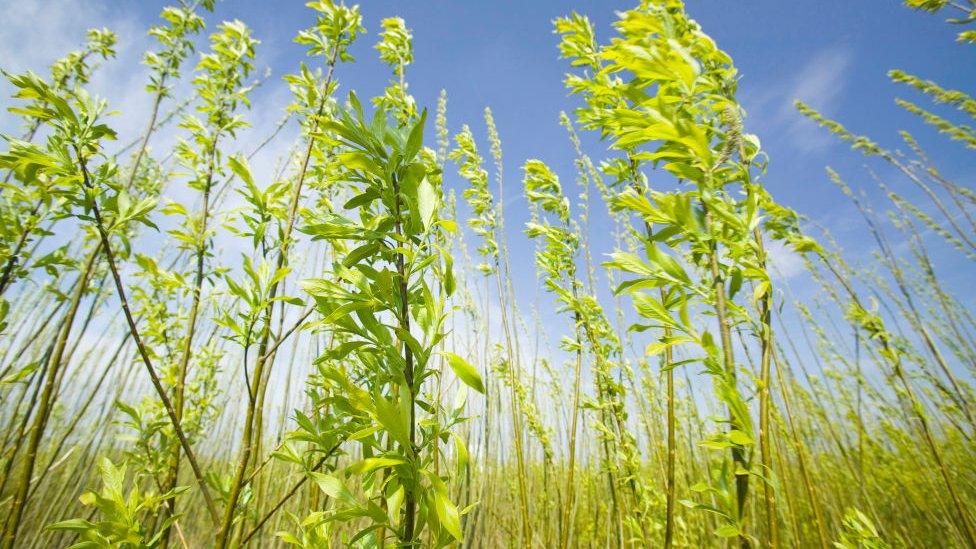 willow-being-grown-for-bio-fuel.