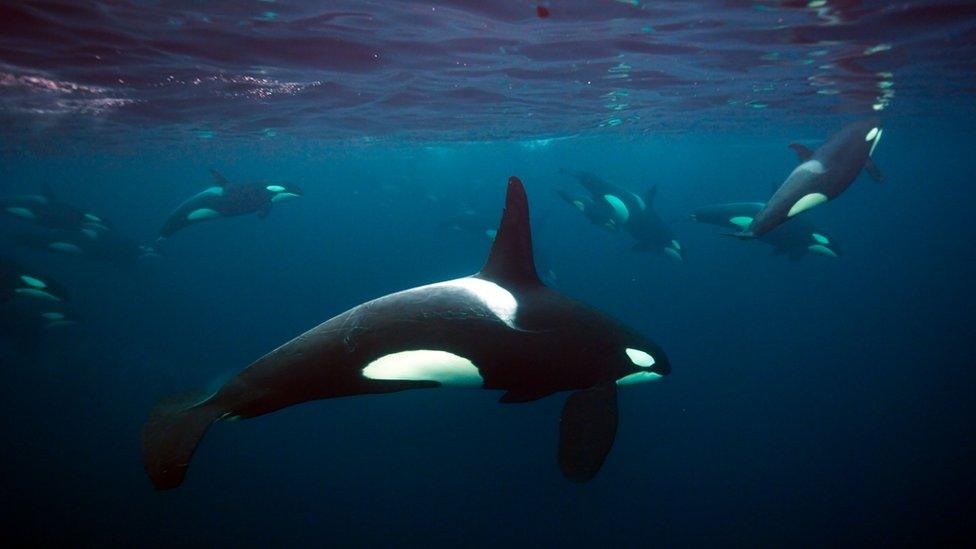 Killer whales swim together, Northern Norway, Atlantic.