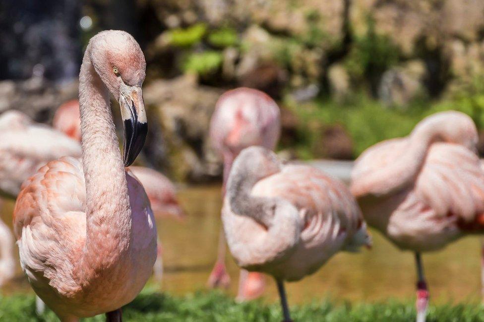 Flamingos standing together