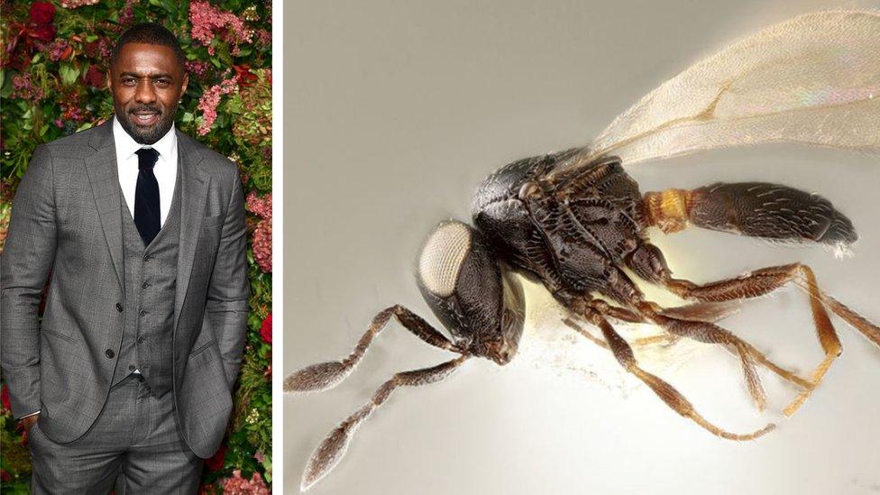 Idris-Elba-with-wasp.