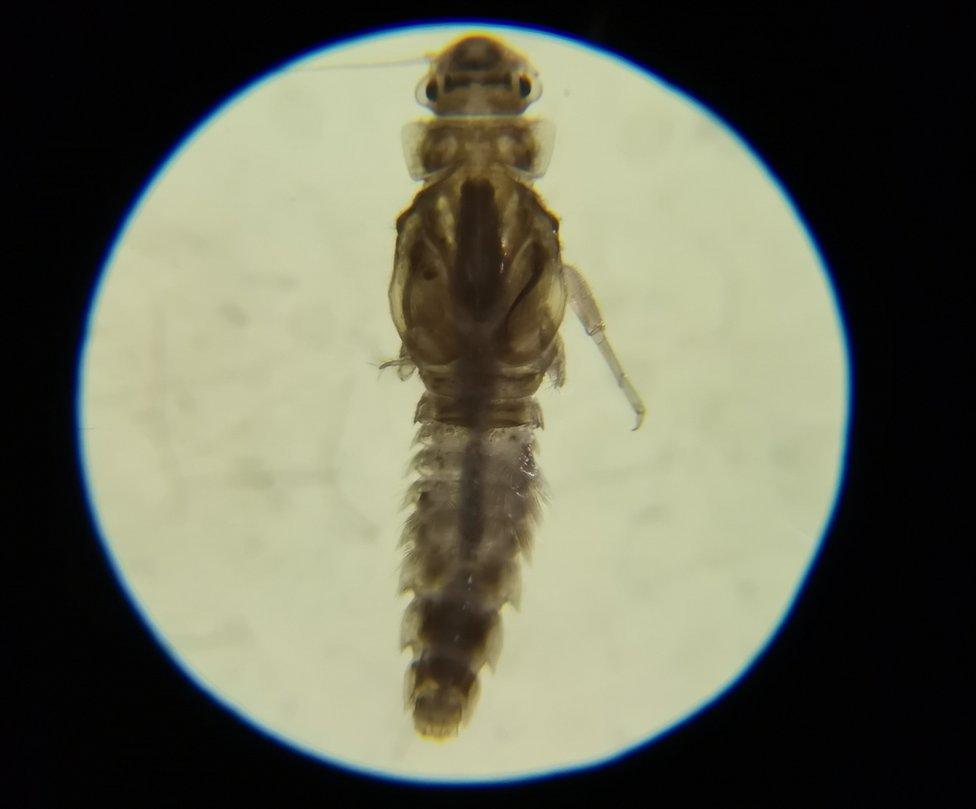 Mayfly nymph found at Walton Bridge under microscope