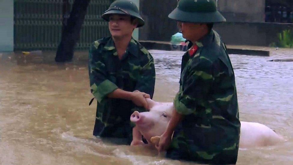 This picture from the Vietnam News Agency taken on October 11, 2017 shows soldiers carrying a pig in a flood-affected area in the central province of Thanh Hoa.