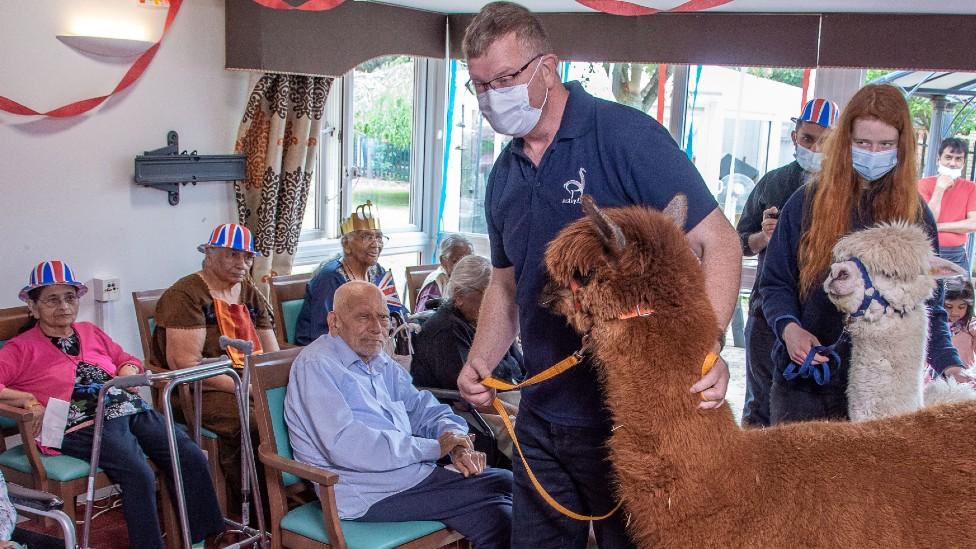 Alpaca in care home