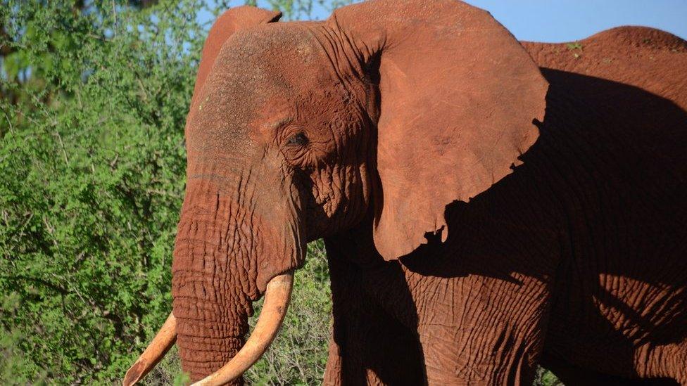 A female elephant pictured in Tsavo East national park in Kenya