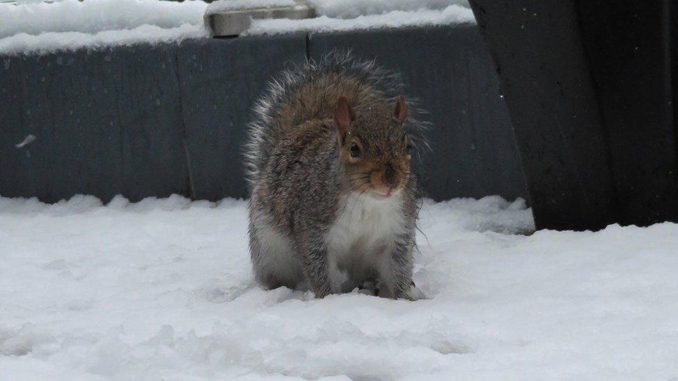 Squirrel in snow in Cherry Hinton