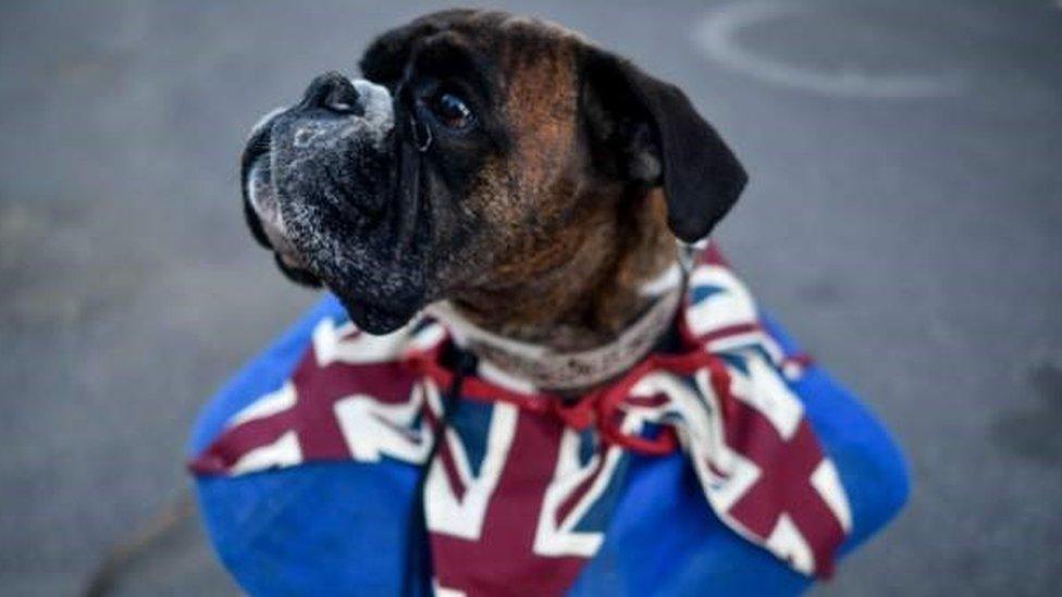 A dog wearing a Union flag collar in Windsor ahead of the wedding of Prince Harry and Meghan Markle.