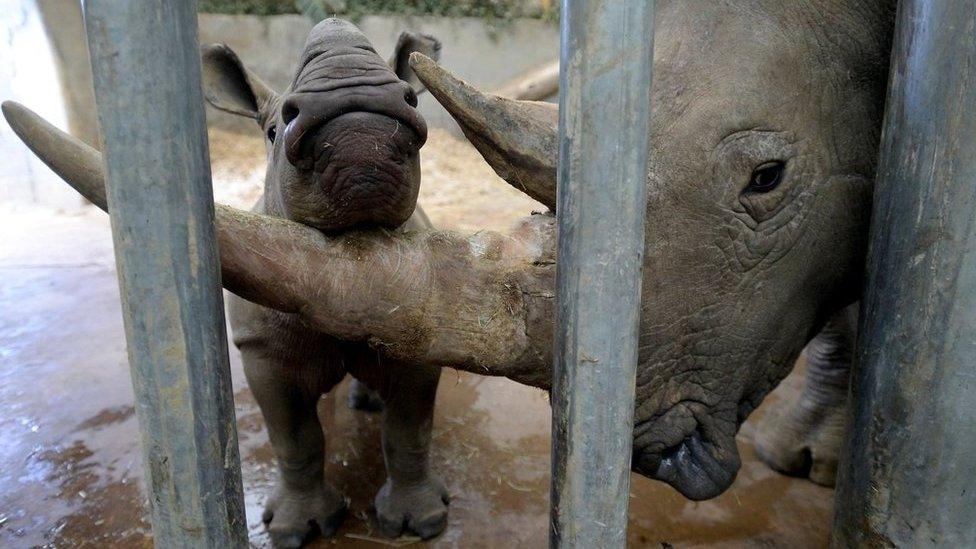 Queenie the baby white rhino with her mother