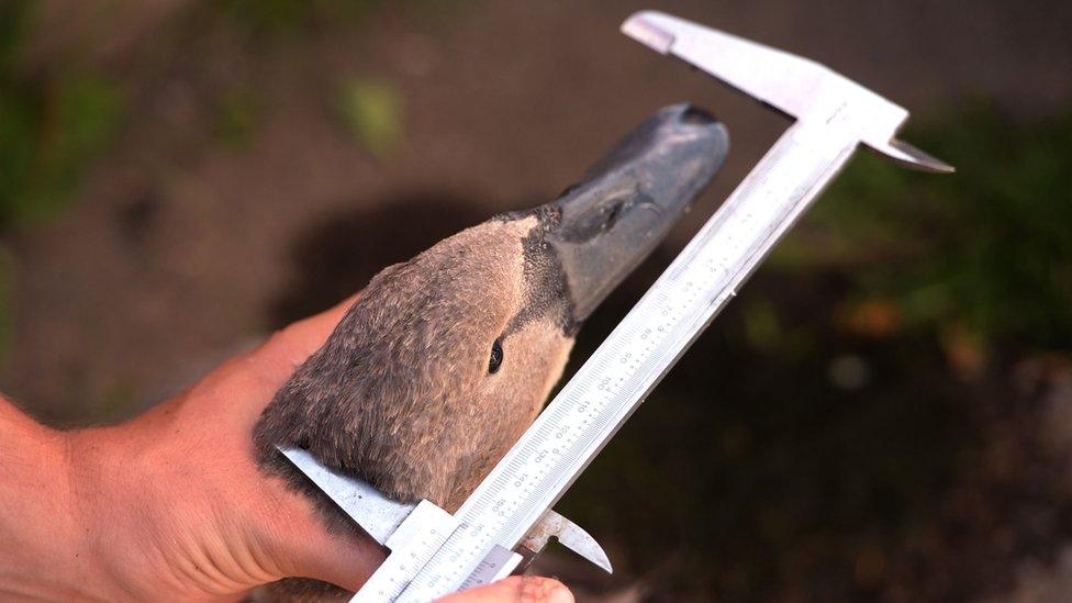 A young swan being measured.