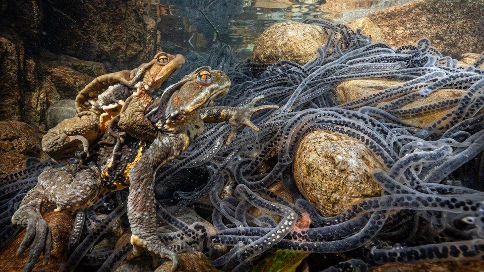 a toad rides the back of another toad in a underwater scene with strings of toad eggs lying around the river