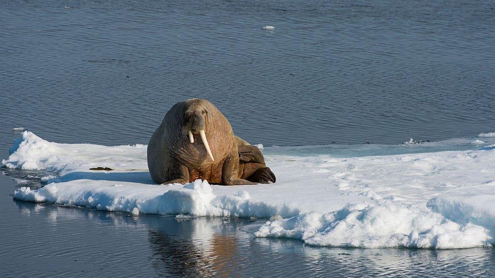 Walrus resting