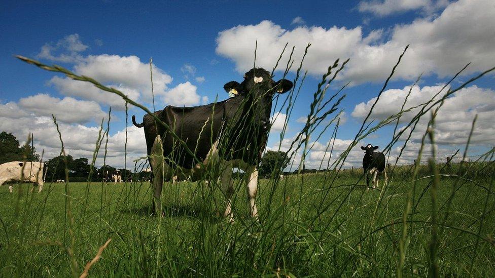 Cows in field