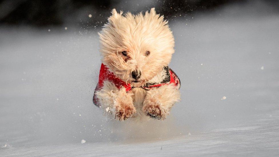 A dog in the snow