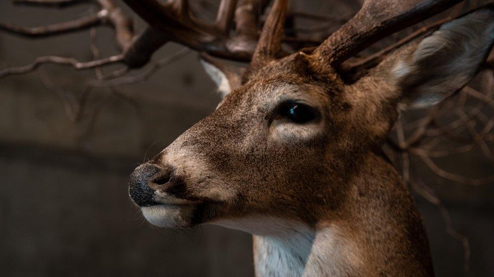 A deer put up for exhibition