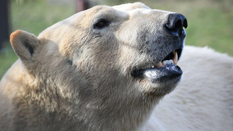 Rasputin the polar bear in profile