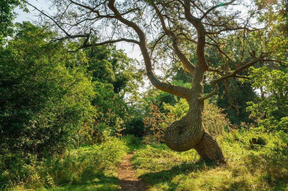 Twisted Scots pine