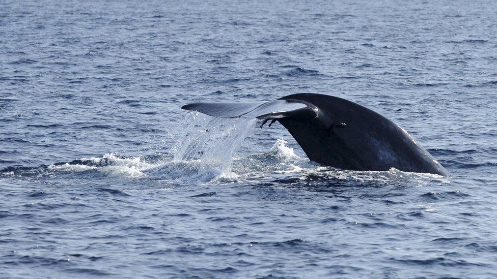 Blue whale tail flicking out of the water