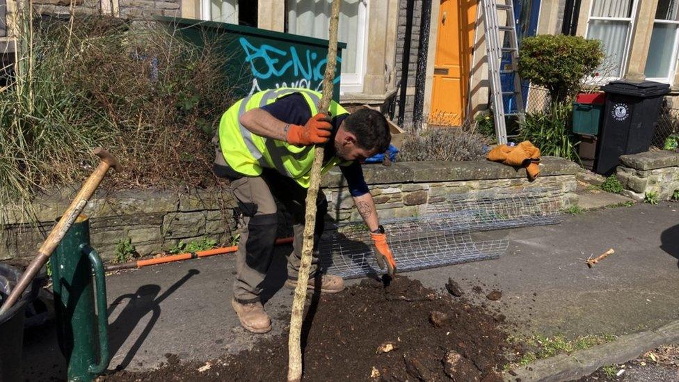 Man planting a tree down Kennington Avenue