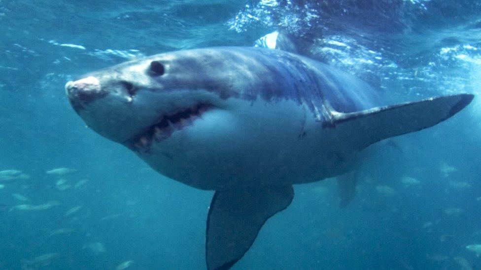 Great white shark