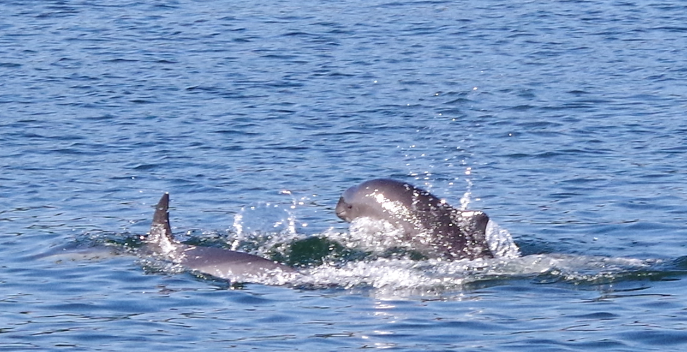 Dolphin and Porpoise