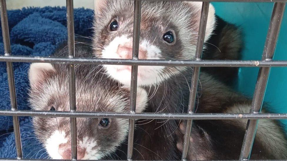 Two ferrets in a cage