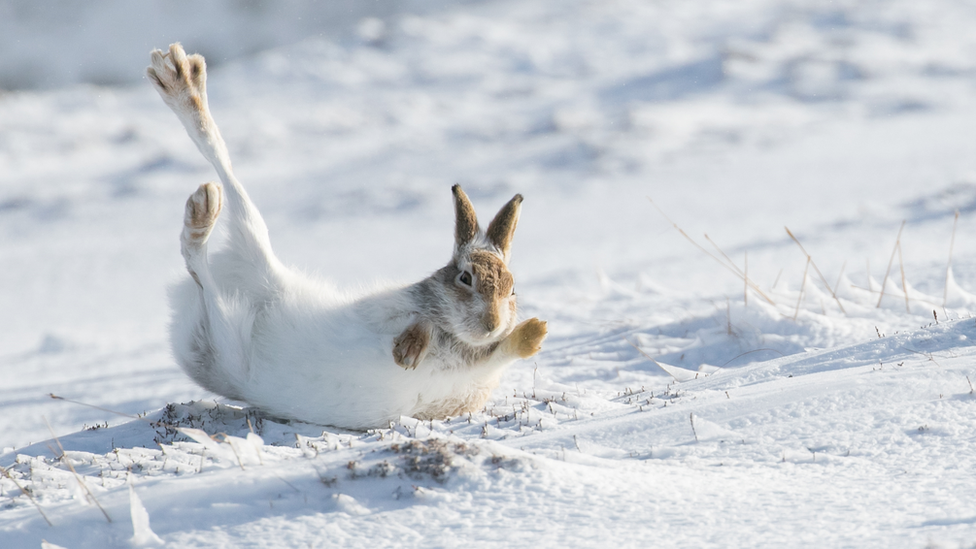 Hare-in-snow.