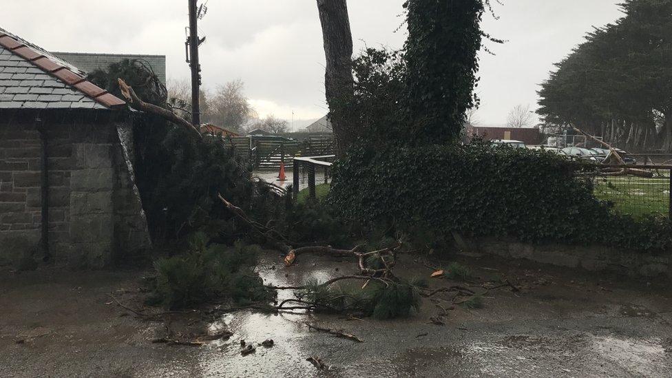 Storm damage at Welsh Mountain Zoo