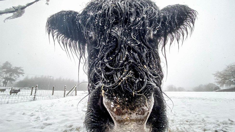 Cow in snow