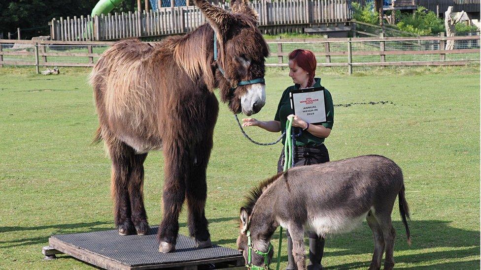 Poitou-donkey-and-miniature-donkey-getting-weighed