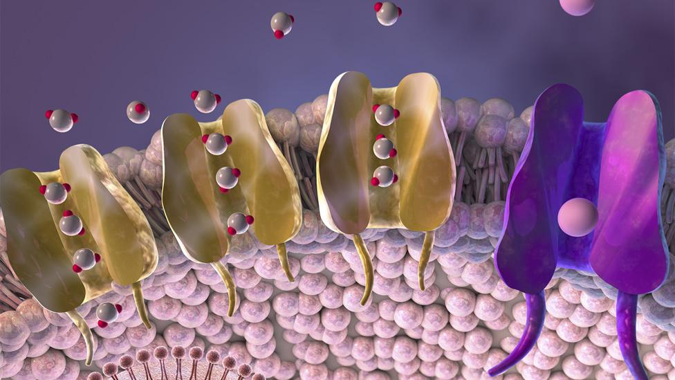 Aquaporins allow water to flow into cells, causing them to swell