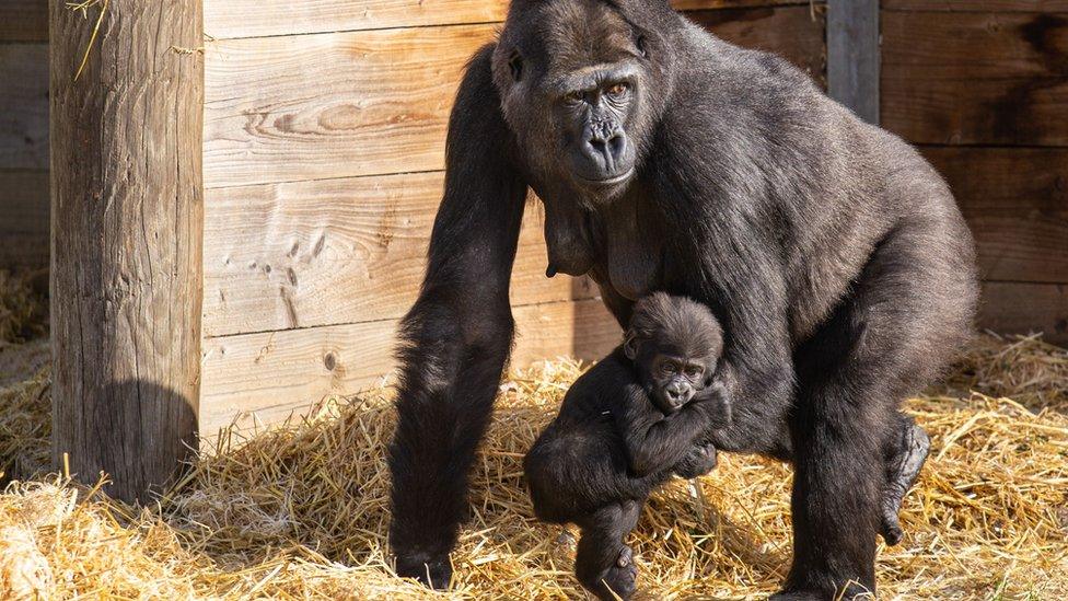 Baby gorilla Juni and his mother Touni